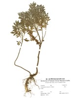 藏品(蘄艾)的圖片